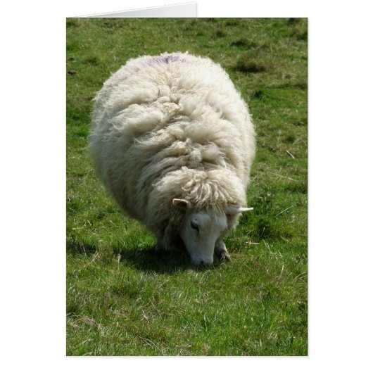 Schafskarte (Vorne)