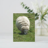 Schafskarte Postkarte (Stehend Vorderseite)