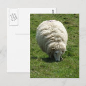 Schafskarte Postkarte (Vorne/Hinten)