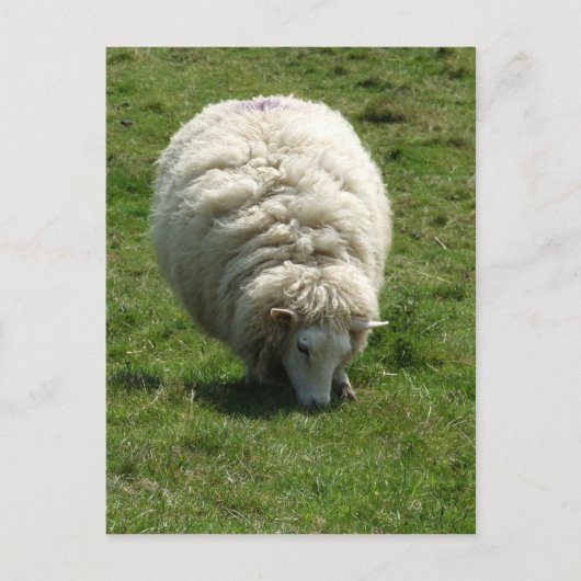Schafskarte Postkarte (Vorderseite)