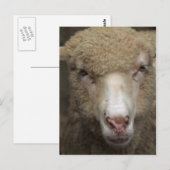 Schafskarte Postkarte (Vorne/Hinten)
