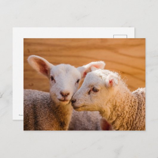 Schafskarte Postkarte (Vorne/Hinten)