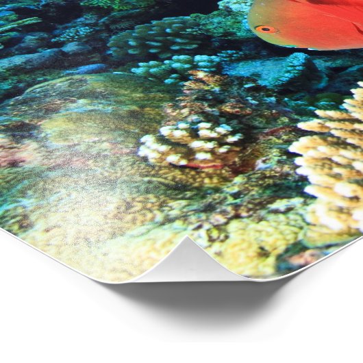 Schafskopf Fotodruck (Ecke)