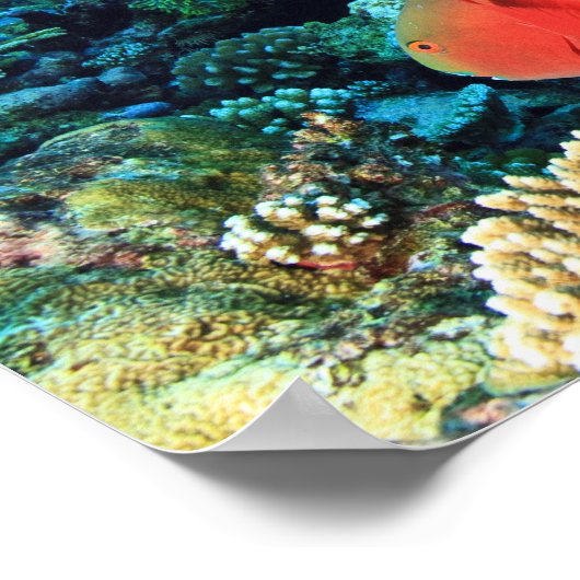 Schafskopf Poster (Ecke)