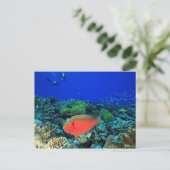Schafskopf Postkarte (Stehend Vorderseite)