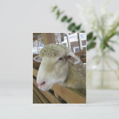 Schafskopf Postkarte (Stehend Vorderseite)