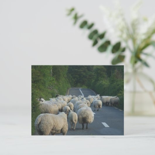 Schafspelzen Postkarte (Stehend Vorderseite)