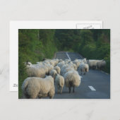 Schafspelzen Postkarte (Vorne/Hinten)