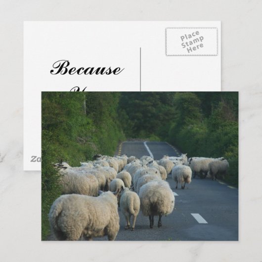 Schafspelzen Postkarte (Vorne/Hinten)