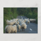 Schafspelzen Postkarte (Vorderseite)
