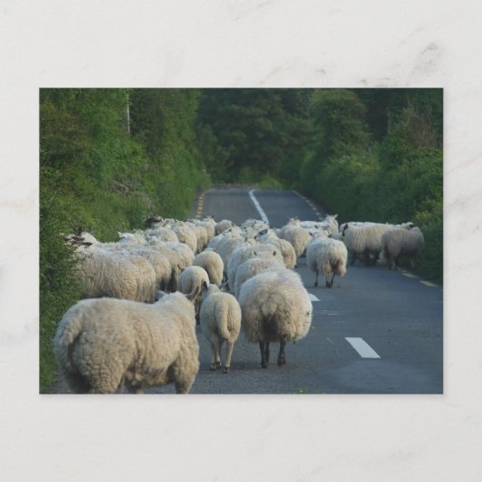 Schafspelzen Postkarte (Vorderseite)