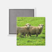 Schafstadien Magnet (Vorderseite/Rückseite)