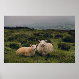 SCHAFT AUF MOEL FAMAU, MOLD, KLINISCHER RAUM, UK POSTER