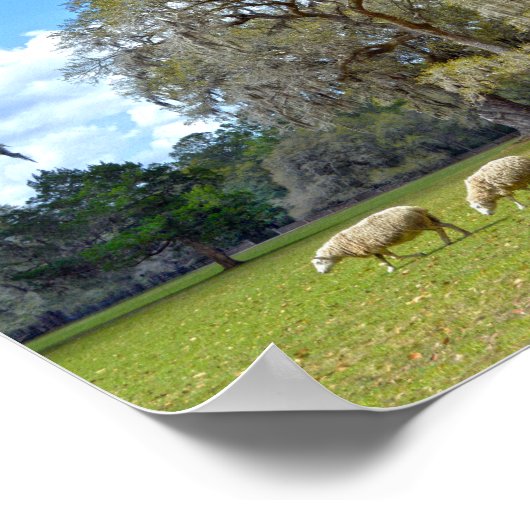 Schafweiden am Middleton Place, South Carolina Poster (Ecke)