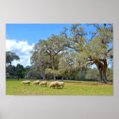Schafweiden am Middleton Place, South Carolina Poster (Vorne)