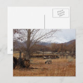Schafweiden auf der Postkarte (Vorne/Hinten)