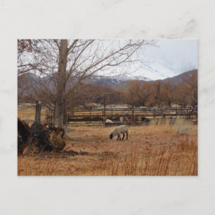 Schafweiden auf der Postkarte