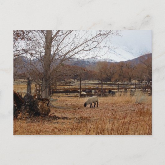 Schafweiden auf der Postkarte (Vorderseite)