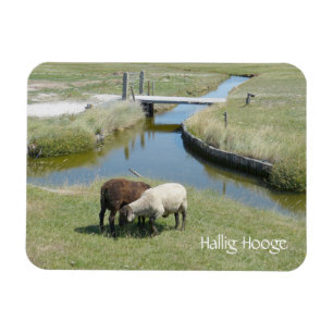Schafweiden, Hallig Hooge, Deutschland Magnet