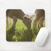 Schafweiden im Gras Mousepad (Mit Mouse)