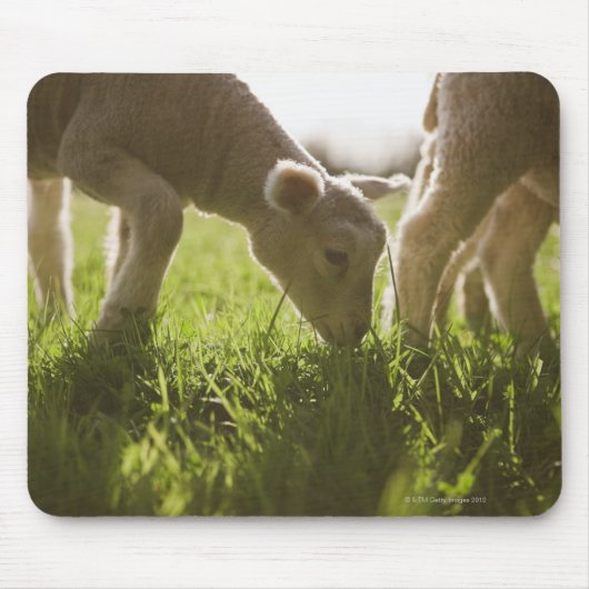 Schafweiden im Gras Mousepad (Vorne)