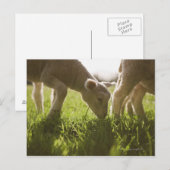 Schafweiden im Gras Postkarte (Vorne/Hinten)