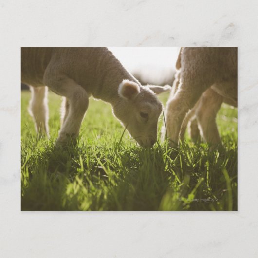 Schafweiden im Gras Postkarte (Vorderseite)