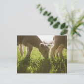 Schafweiden im Gras Postkarte (Stehend Vorderseite)