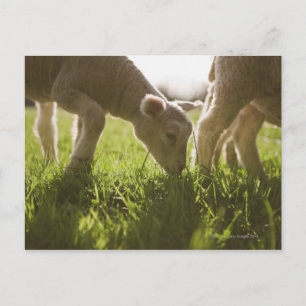 Schafweiden im Gras Postkarte