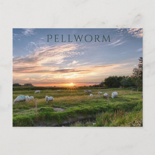 Schafweiden, Sonnenuntergang, Pellworm Island, Deu Postkarte (Vorderseite)
