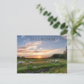 Schafweiden, Sonnenuntergang, Pellworm Island, Deu Postkarte (Stehend Vorderseite)