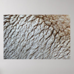 Schafwolle Abstrakte Natur Foto Poster