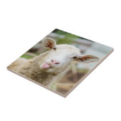 Schafzunge Fliese (Seite)