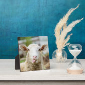 Schafzunge Fotoplatte (InSitu)