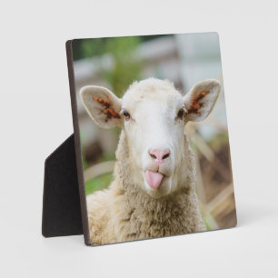 Schafzunge Fotoplatte