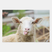 Schafzunge Geschenkpapier Set (Vorderseite)