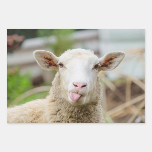 Schafzunge Geschenkpapier Set (Vorderseite)