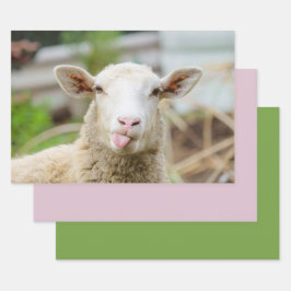 Schafzunge Geschenkpapier Set