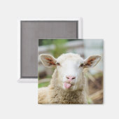 Schafzunge Magnet (Vorderseite/Rückseite)
