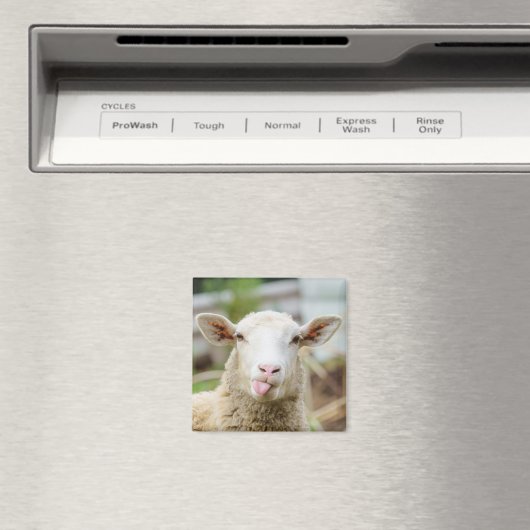 Schafzunge Magnet (In Situ (Geschirrspüler))