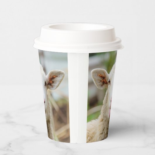 Schafzunge Pappbecher (Rechts)