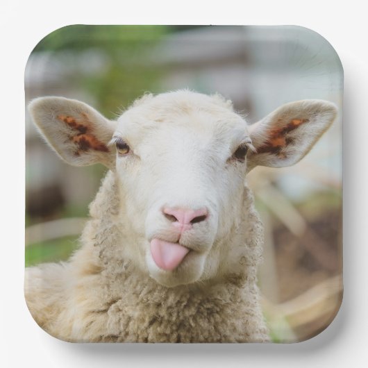 Schafzunge Pappteller (Vorderseite)