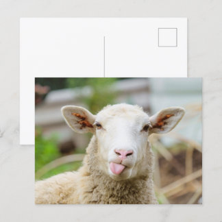 Schafzunge Postkarte