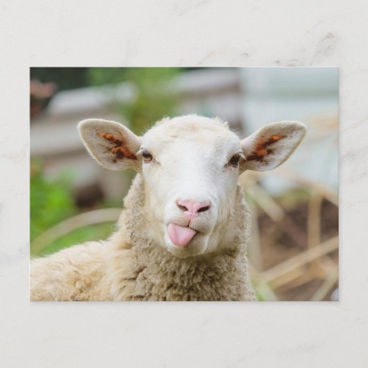 Schafzunge Postkarte (Vorderseite)