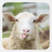 Schafzunge Quadratischer Aufkleber (Vorderseite)