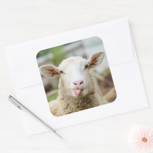 Schafzunge Quadratischer Aufkleber (Umschlag)