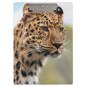 Schaggy Adult Cheetah in der Wildnis Klemmbrett