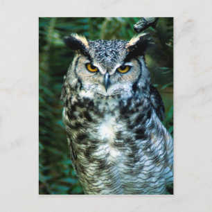 Schale (2) postkarte