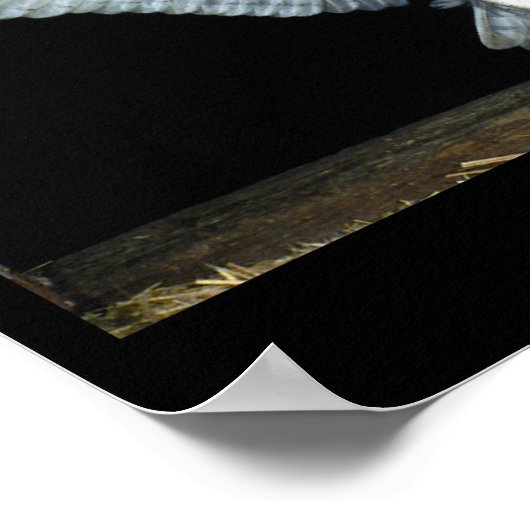 Schale (6) poster (Ecke)