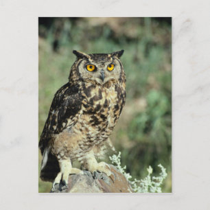 Schale (9) postkarte